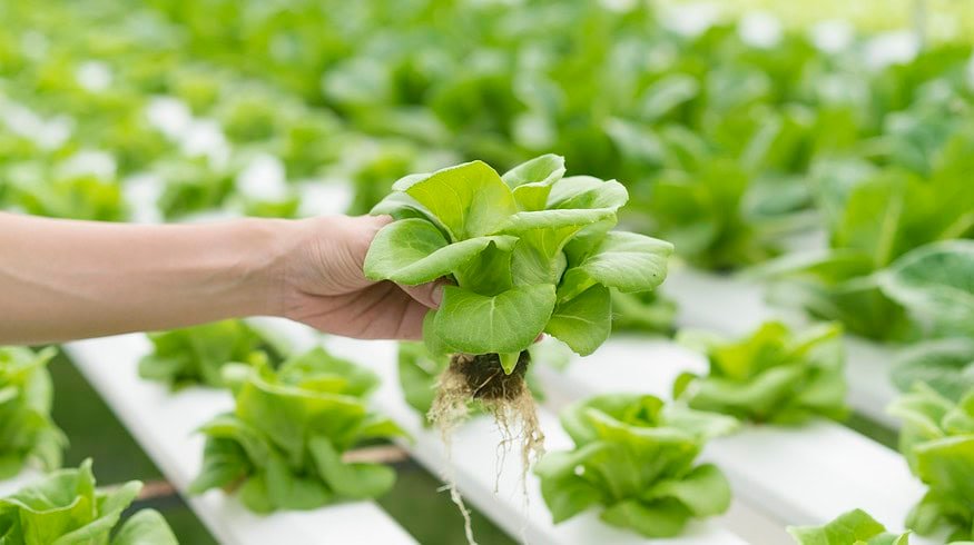 Iowa farmers experimenting with aquaponics