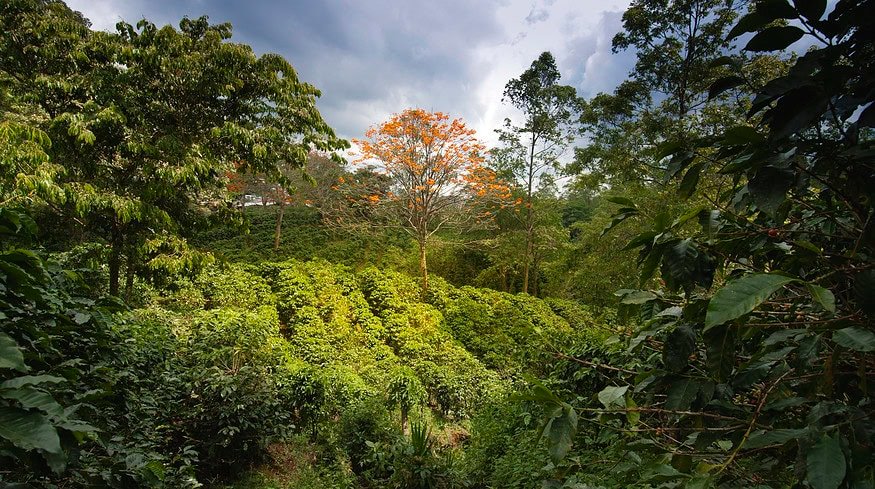 Atome hails progress on green fertilizer project in Costa Rica