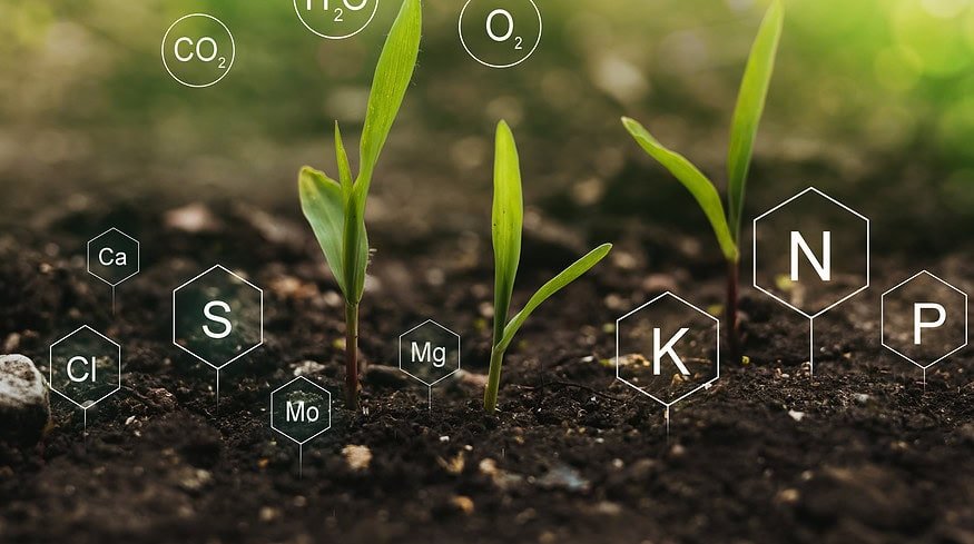 Soil potassium deficiency and the threat to food security