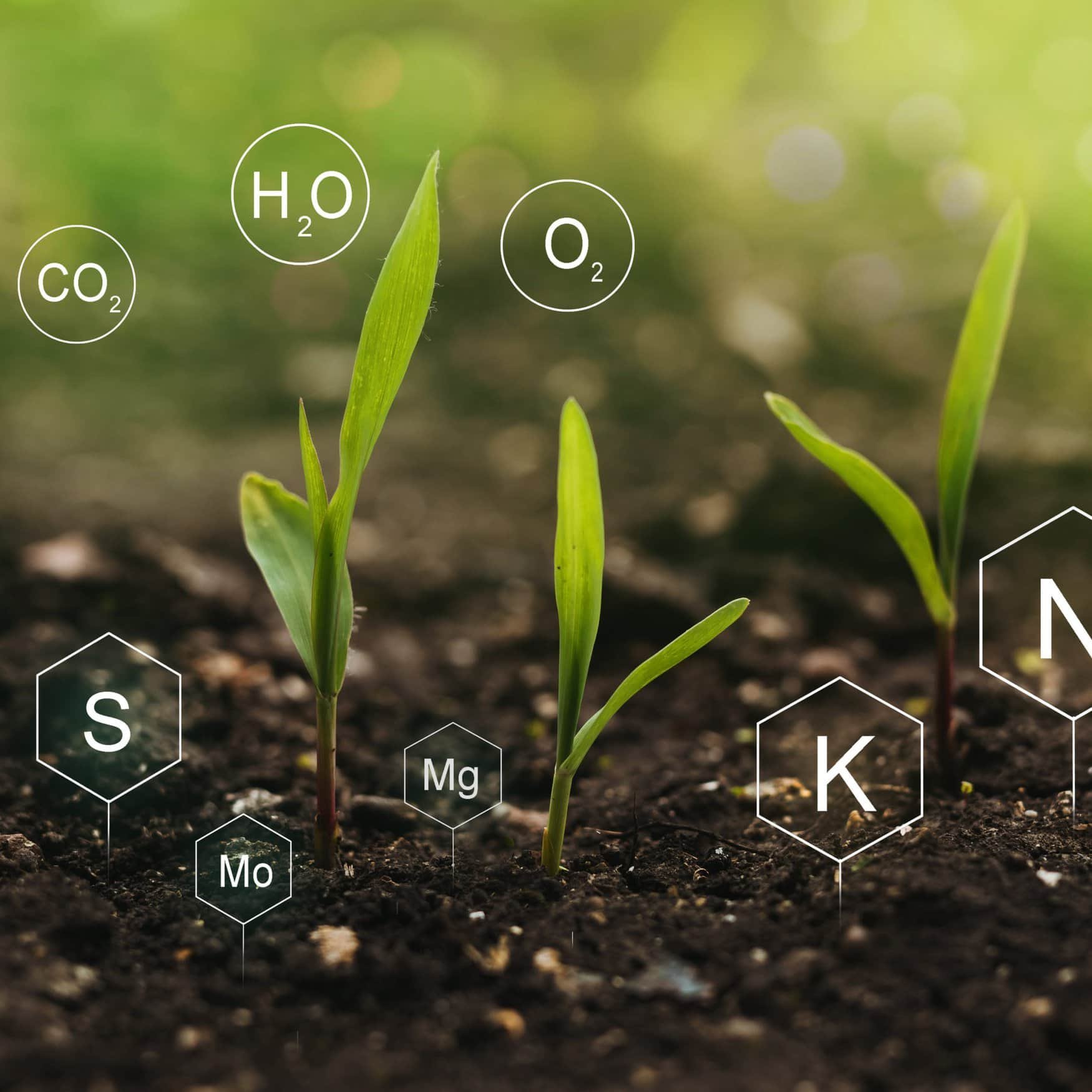 Soil potassium deficiency and the threat to food security