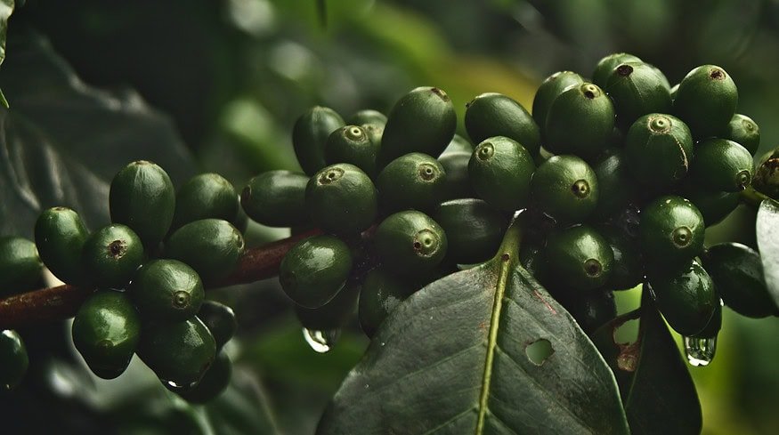 European import restrictions loom over Peruvian coffee
