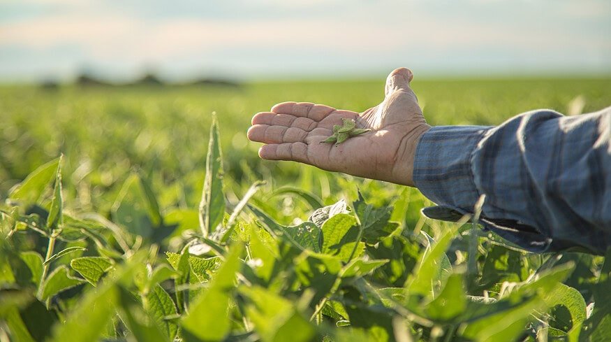 Pakistan plans to advance local soybean production