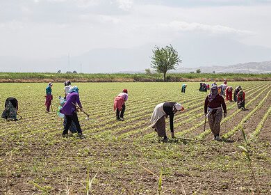 Turkish farmers grapple with surging debt as input costs rise