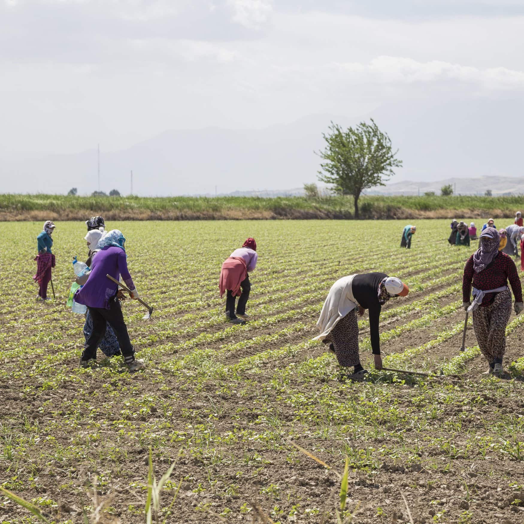 Turkish farmers grapple with surging debt as input costs rise
