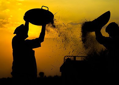 Indian farmers continue to push for guaranteed crop prices