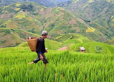 Indonesia to increase provision of subsidized fertilizer
