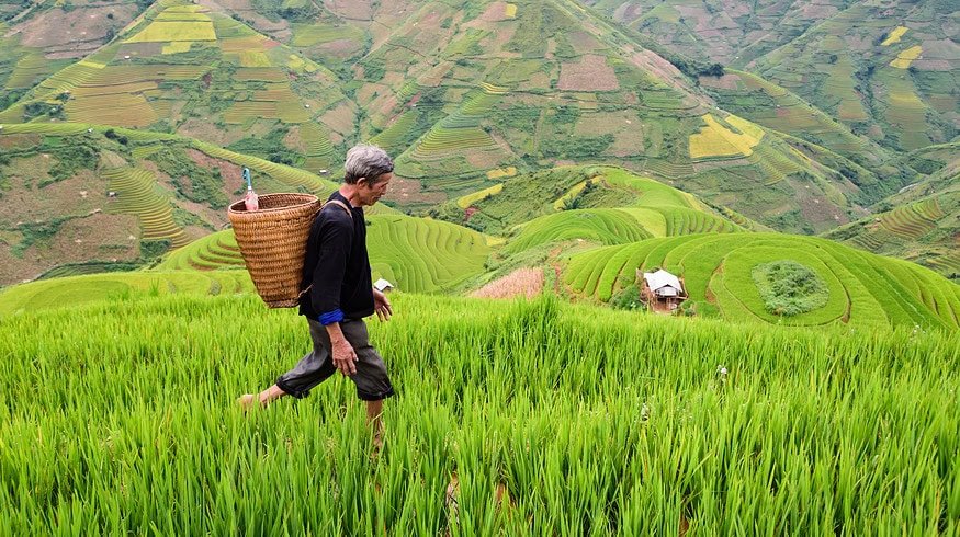 Indonesia to increase provision of subsidized fertilizer
