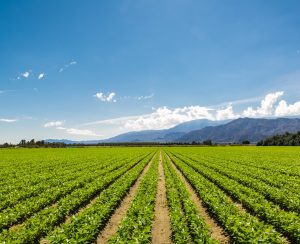 Organic Crops Grow on Fertile Farm Field in California. Vegetables in a row, clear skies and mountains in the background.
