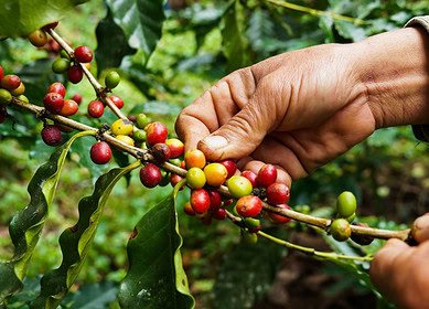 Harsh dry season sours harvest prospects for Java coffee farmers