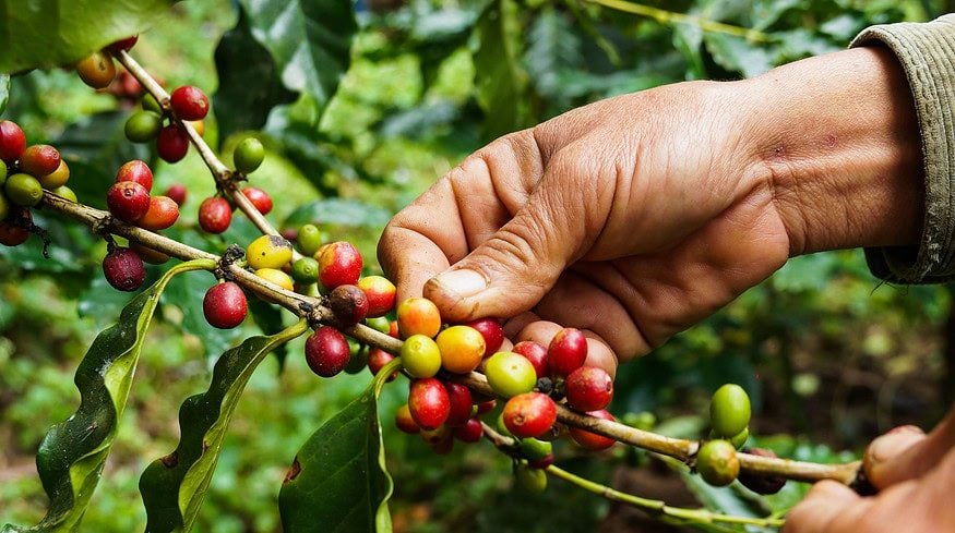 Harsh dry season sours harvest prospects for Java coffee farmers