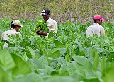 FCTC ratification: a threat to Pakistan’s tobacco economy?