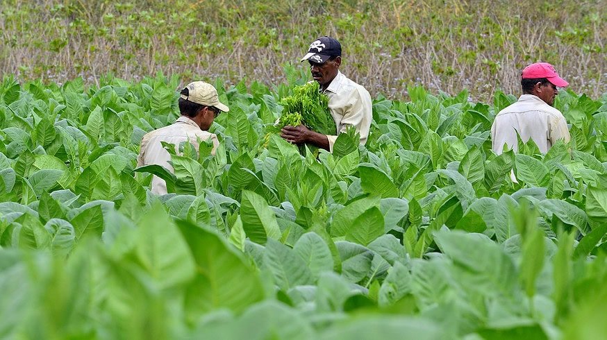 FCTC ratification: a threat to Pakistan’s tobacco economy?