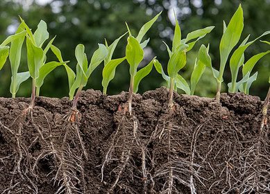 Microbes can be a sustainable alternative to chemical fertilizers – MIT study
