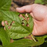 A farmer showing insect damage on a bean plant leaf, where holes have been eaten.
