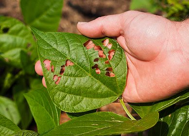 Vestaron receives EPA approval for new bioinsecticide