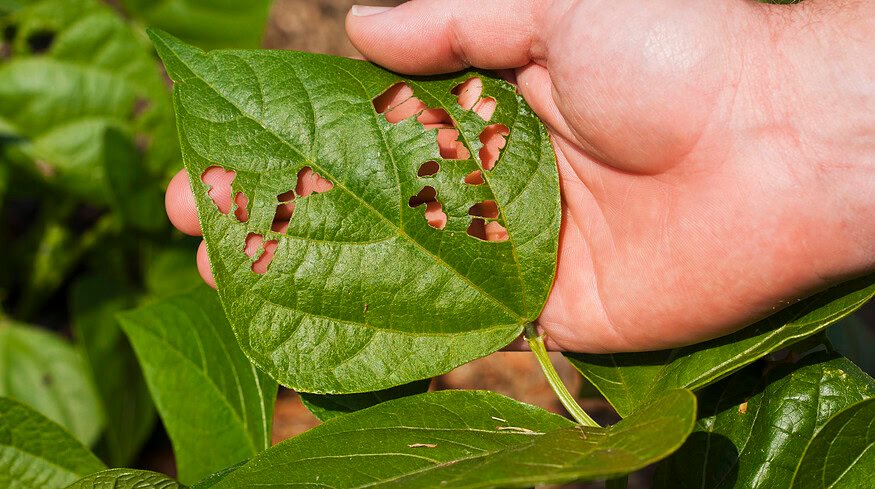 Vestaron receives EPA approval for new bioinsecticide