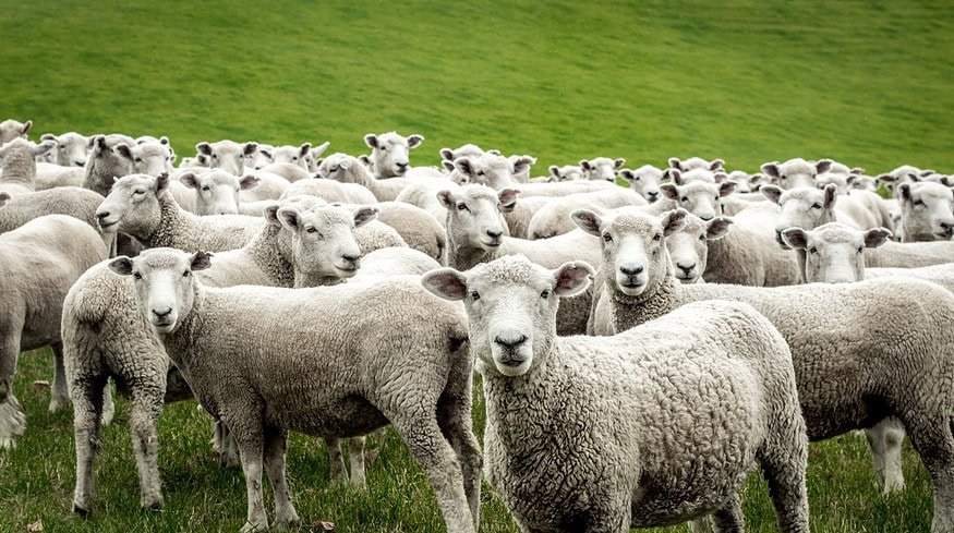 EcoWool Canada and Brock University test wool as sustainable soil enhancer