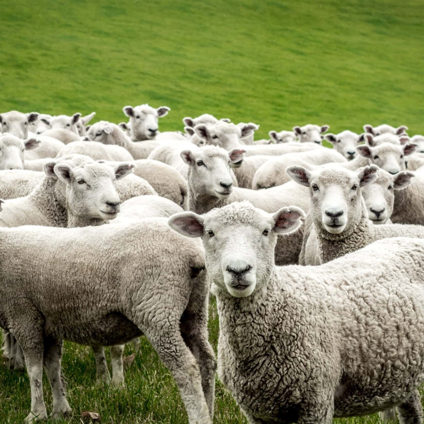 EcoWool Canada and Brock University test wool as sustainable soil enhancer