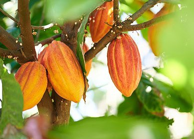 West Africa’s cocoa crisis drives chocolate prices higher