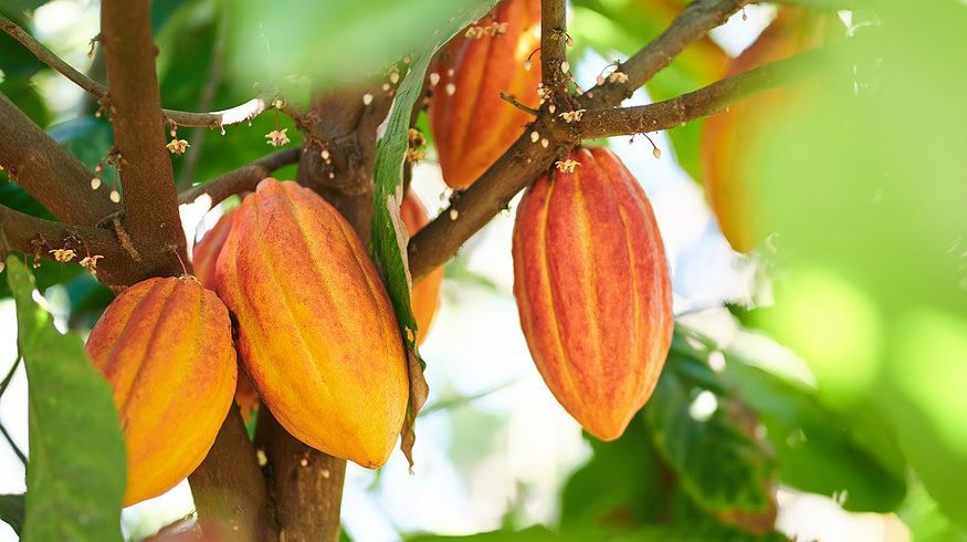 West Africa’s cocoa crisis drives chocolate prices higher