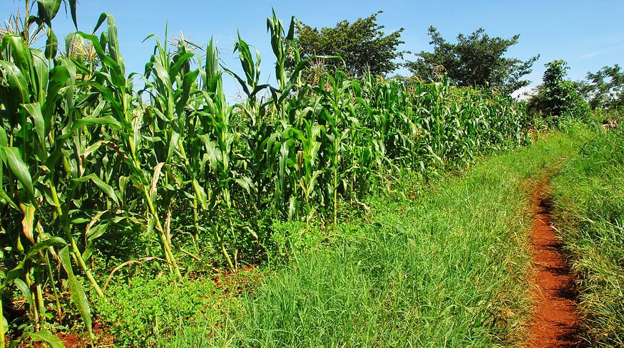 Kenya to import 12.5 million bags of fertilizer