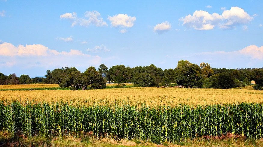 Mexico delays introduction of glyphosate ban