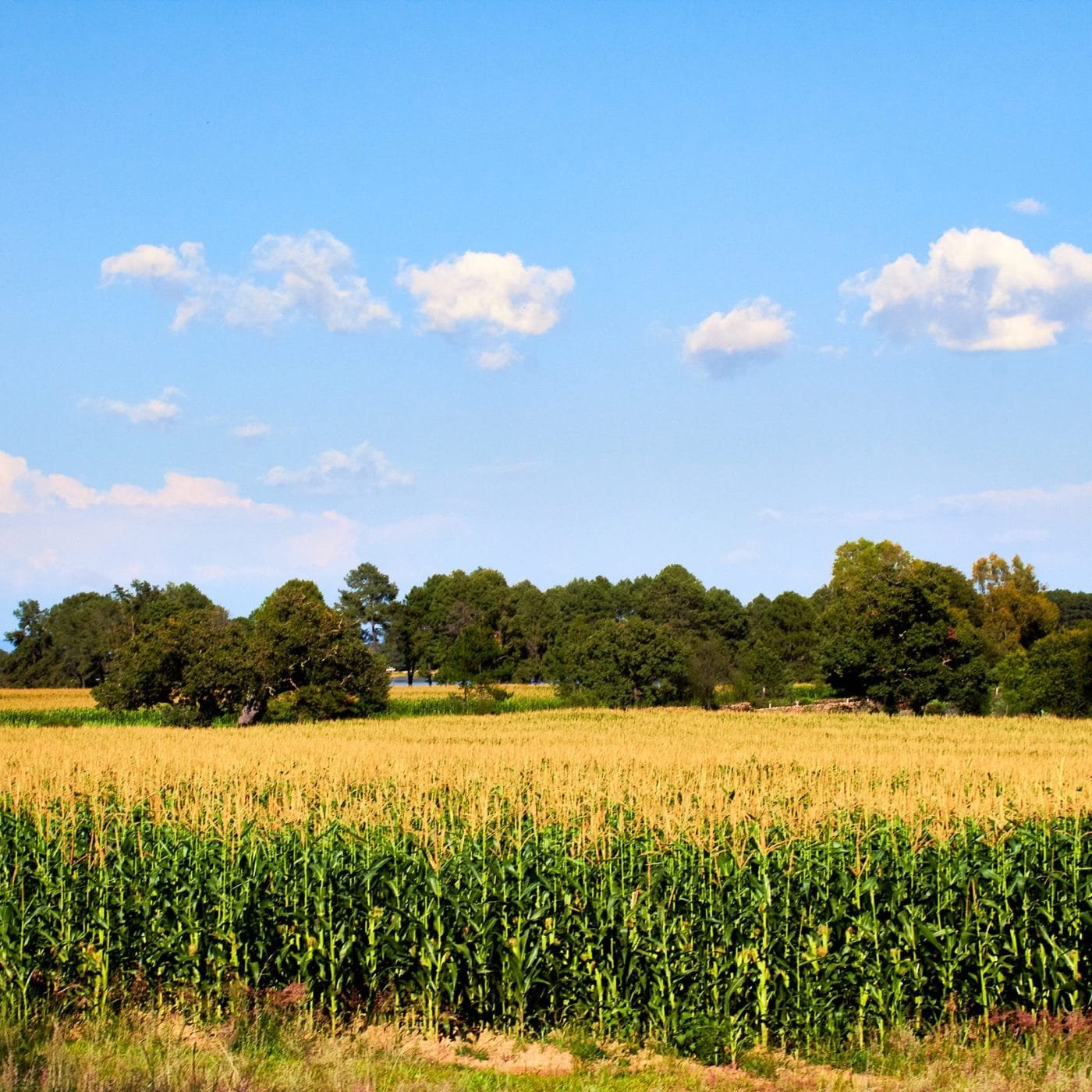 Mexico delays introduction of glyphosate ban