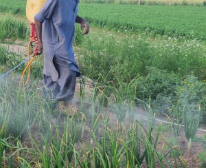 Farmer spraying on crops in field