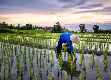 Tokyo researchers uncover key to efficient fertilizer use in rice