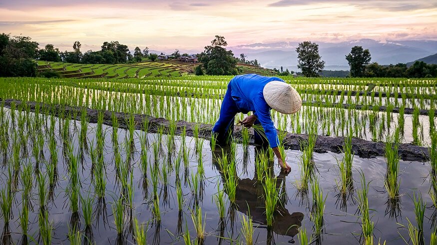 Tokyo researchers uncover key to efficient fertilizer use in rice