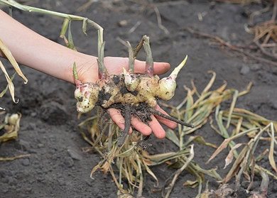 Nigeria allocates $1.2mn to aid ginger farmers amid blight epidemic