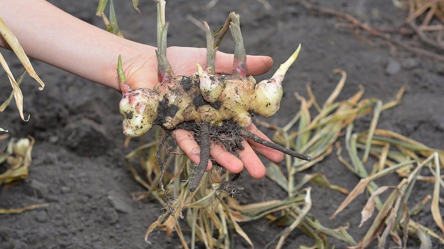 Nigeria allocates $1.2mn to aid ginger farmers amid blight epidemic