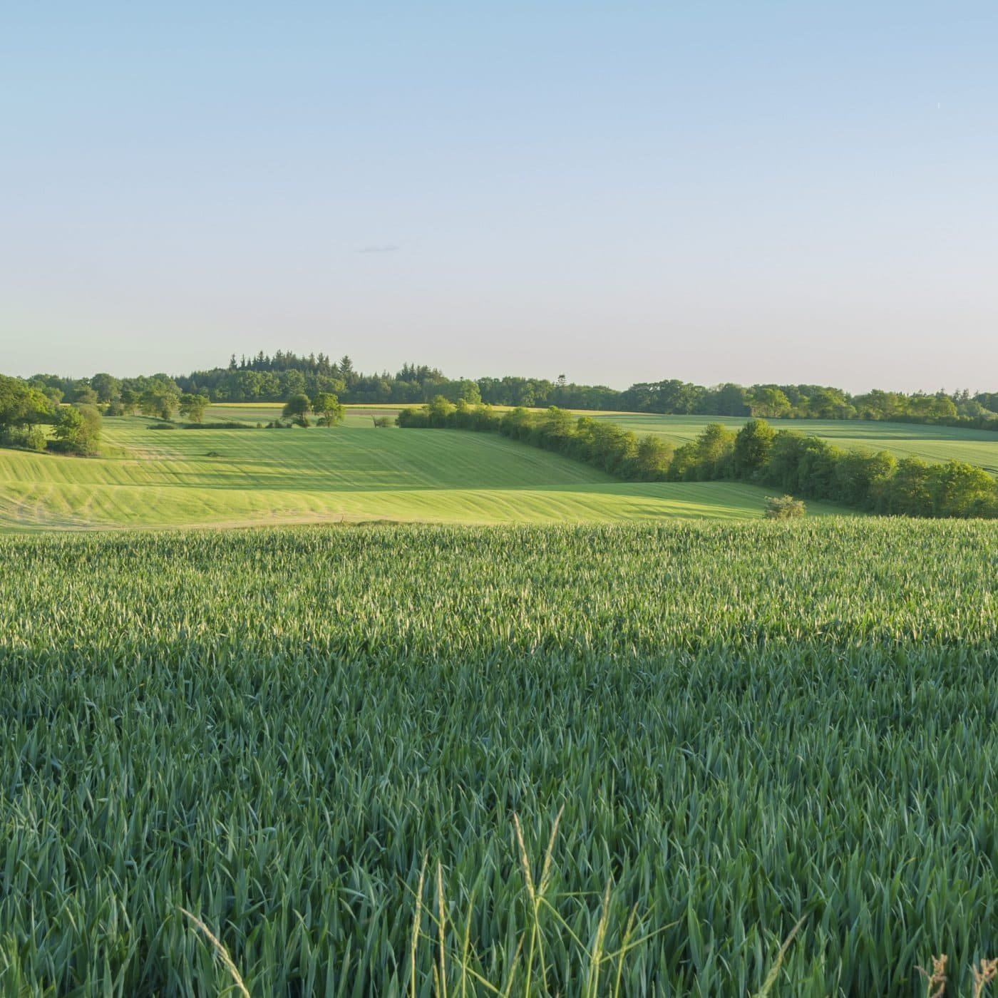 NitroVolt raises €750,000 for green ammonia tech