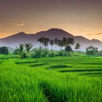 morning view in the rice fields with green rice and clear sky smoldering over the mountain range