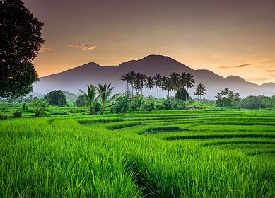 PT Pupuk Indonesia to invest $6.4bn in fertilizer plants