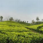 Scenic view of agriculture green tea farm plantation growing in Sri Lanka. Landscape photo of a tea plantation. Traveling and agriculture concept.