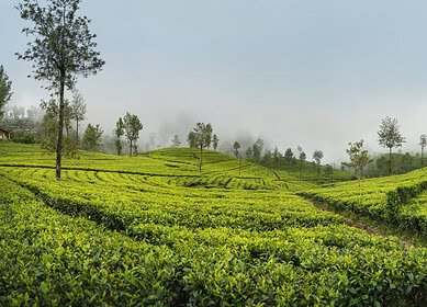 Sri Lanka to offer fertilizer subsidy for 2024 Yala season
