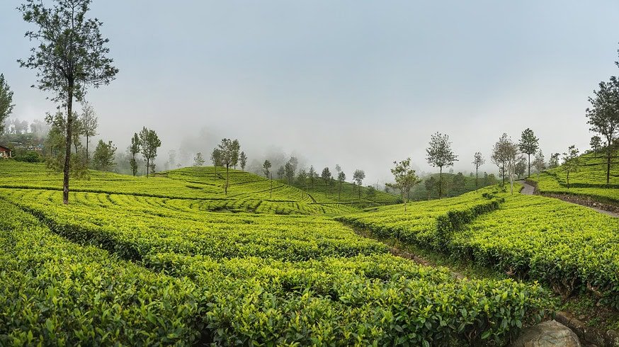 Sri Lanka to offer fertilizer subsidy for 2024 Yala season