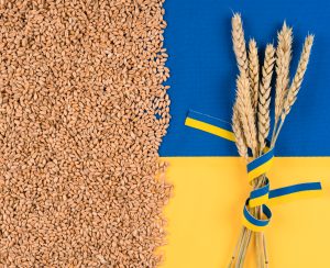 Sheaf of wheat with grain over Ukrainian blue and yellow flag. Global and European food crisis. World wheat grain crisis. Ukraine is the biggest wheat exporter