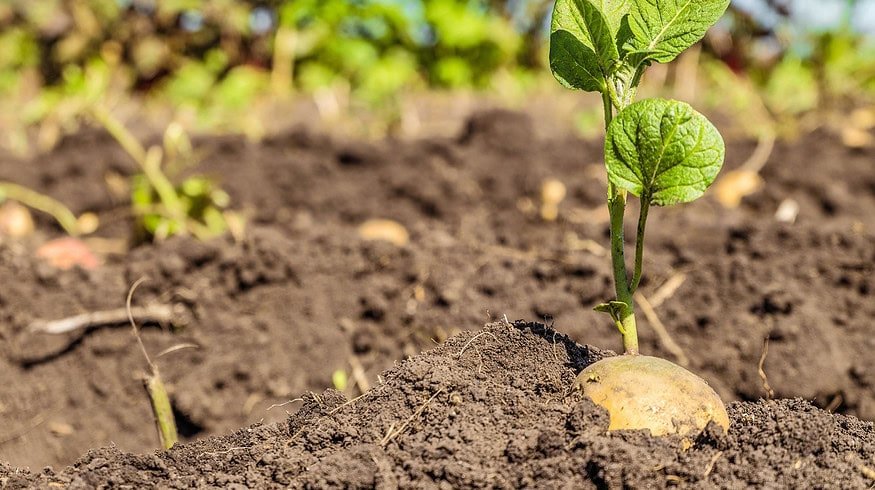 Vultus and AR Tarim launch disease-control service for potato crops