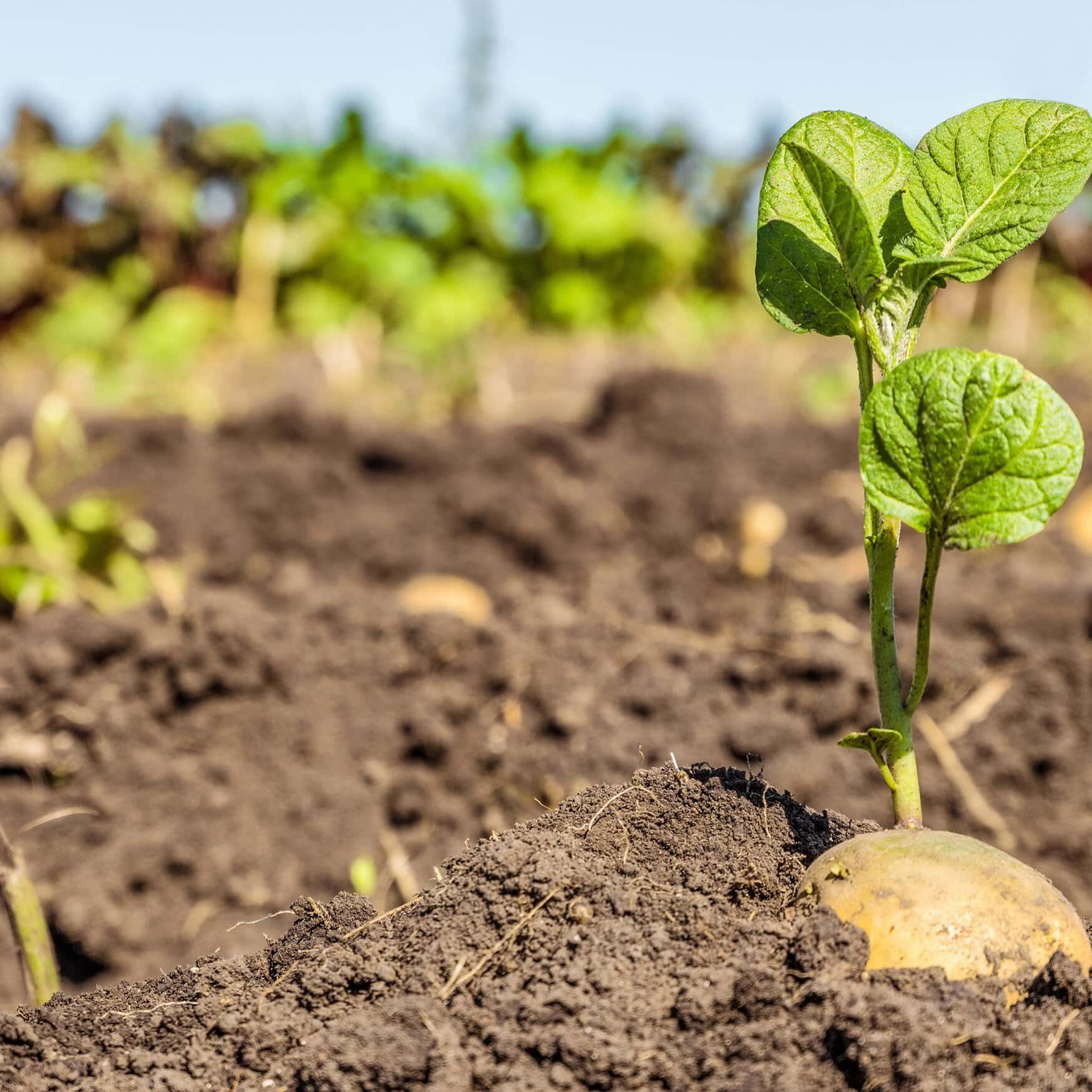 Vultus and AR Tarim launch disease-control service for potato crops
