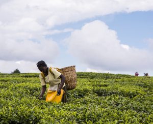African woman harvesting high quality tender tea leaves and flushes by hand. Between Iten and Eldoret. Young African woman amongst tea bushes.Woven wicker basket on her back bending forward picking tea leaves in preparation for processing. Other pickers in distance. Labor intensive agriculture. Black tea.  Camellia sinensis