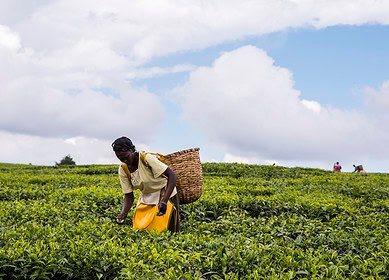 Canada pledges $7.3mn to boost Africa’s agricultural productivity