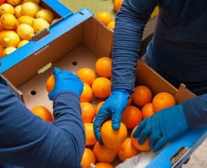 Farmers manually selecting and then putting just picked tarocco oranges into boxes