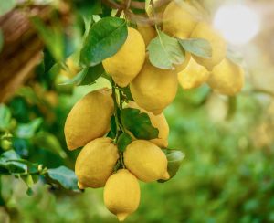 Focus on the lower lemons (Latin - Citrus limon) looking healthy and fresh, hanging from a tree in Italy on a summer day, with beautiful background light.