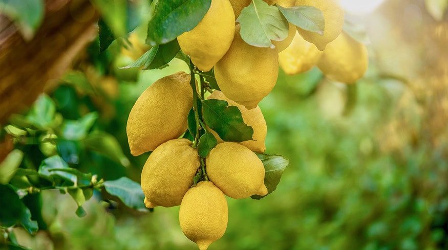 Optimal fertilization strategies for lemon trees