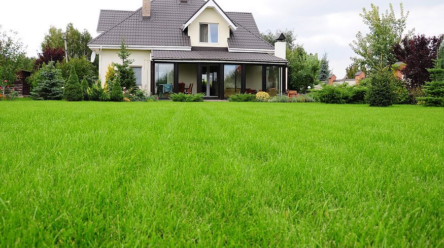 Lawn overseeding can bring the new life to your yard