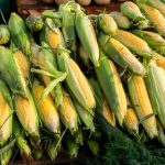 Heap of fresh corn cobs