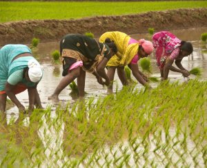 Kanchipuram, Tamil Nadu,india - December 2, 2012:Women plant rice in paddy fields at Kanchipuram, India.