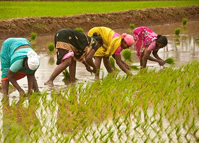 Natural farming could save India from climate challenges